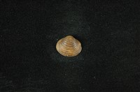 藏品(臺灣蜆)的圖片